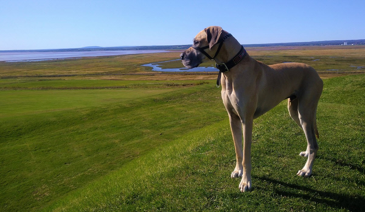 Brun great dane (grand danois)